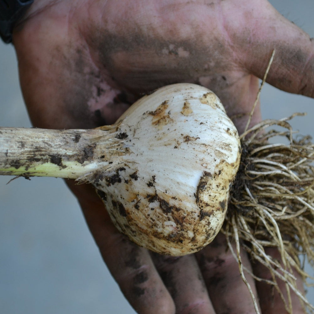 Maine Garlic from October Fields Farm