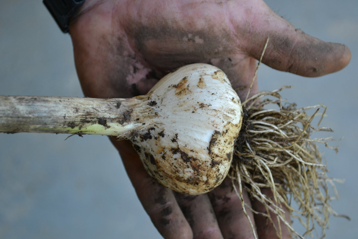 Maine Garlic from October Fields Farm