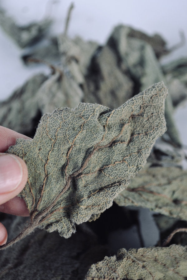 
                  
                    Dried Clary Sage for sale
                  
                
